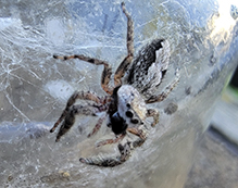 tan jumping spider