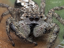 tan jumping spider