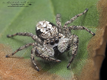tan jumping spider