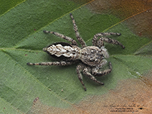 tan jumping spider