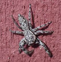 tan jumping spider
