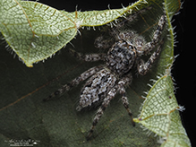 tan jumping spider