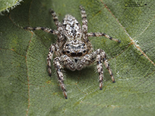 tan jumping spider