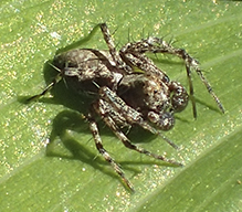 western lynx spider