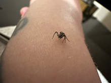 western lynx spider