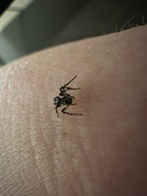 western lynx spider