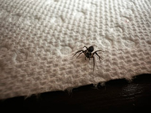 western lynx spider