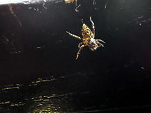 western lynx spider