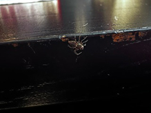 western lynx spider