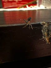western lynx spider
