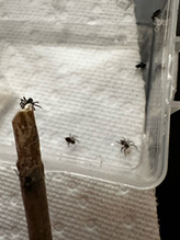 western lynx spider