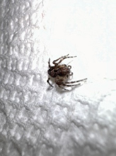 western lynx spider