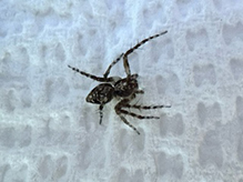western lynx spider