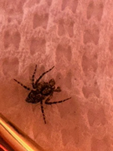 western lynx spider