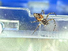 western lynx spider
