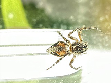 western lynx spider