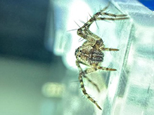 western lynx spider