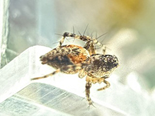 western lynx spider