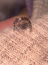 western lynx spider