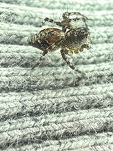 western lynx spider
