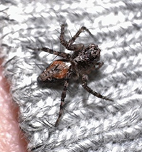 western lynx spider