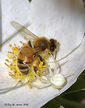 white-banded crab spider