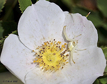 white-banded crab spider