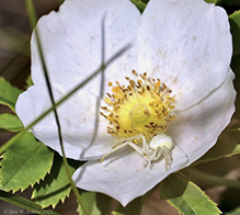 white-banded crab spider