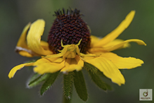 white-banded crab spider