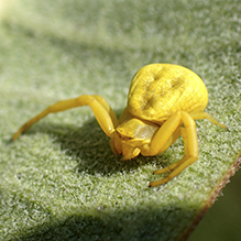 white-banded crab spider