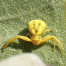 white-banded crab spider