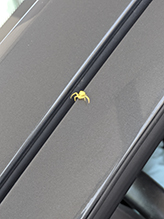 white-banded crab spider