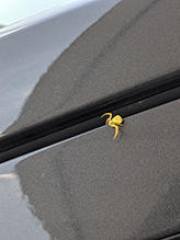 white-banded crab spider