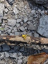 white-banded crab spider