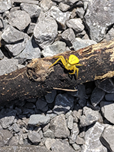 white-banded crab spider