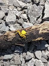 white-banded crab spider