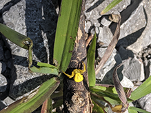 white-banded crab spider