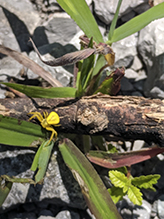 white-banded crab spider