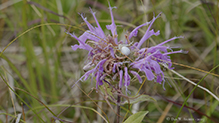white-banded crab spider