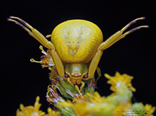 white-banded crab spider