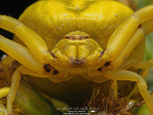 white-banded crab spider