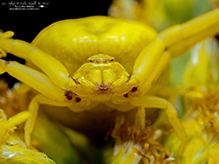white-banded crab spider
