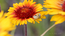 white-banded crab spider