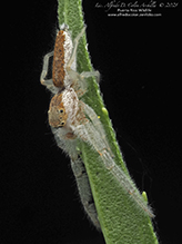 white-jawed jumping spider