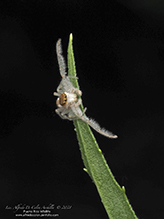 white-jawed jumping spider