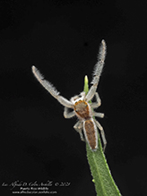 white-jawed jumping spider