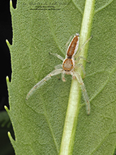 white-jawed jumping spider