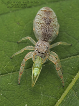 white-jawed jumping spider