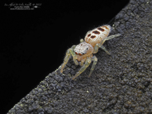 white-jawed jumping spider