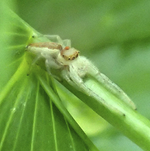 white-jawed jumping spider
